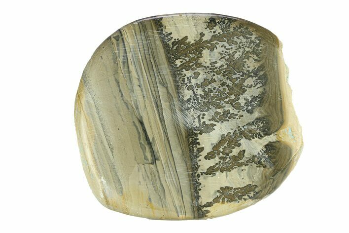 Triassic Aged Stromatolite Fossil - England #292064